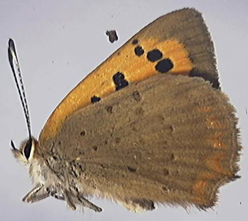 Lycaena phlaeas